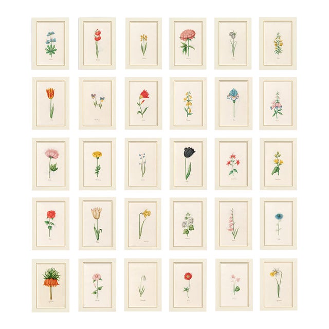 Atelier Aria Lumae Magdalena Rosina Funck Style Botanical Miniature Passe Partout Prints Complete 30 Piece Set A4 For Sale