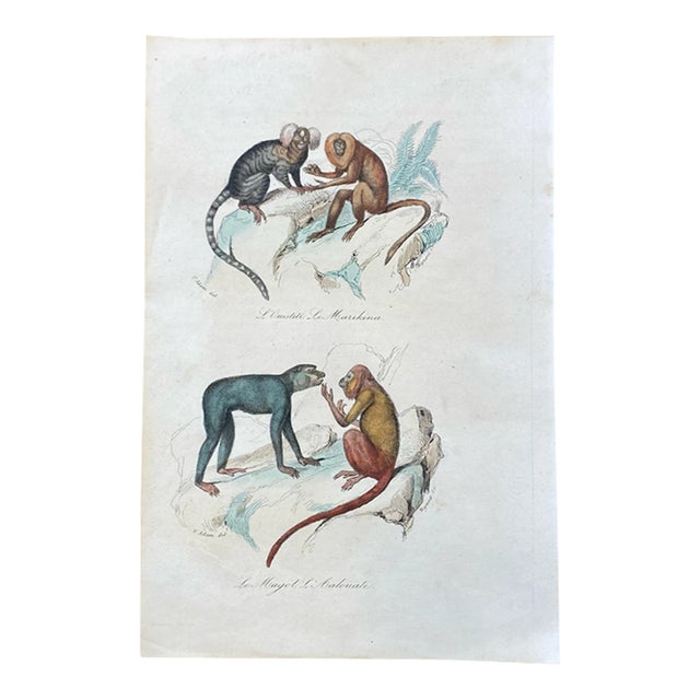 French Antique 18th Century "L'Ouistite" Monkey Engraving Hand Colored Signed Artwork For Sale