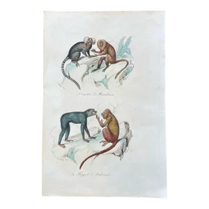 French Antique 18th Century "L'Ouistite" Monkey Engraving Hand Colored Signed Artwork