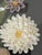 Coastal Palm Beach Sea Shell Art Floral Installation Framed For Sale - Image 3 of 5