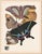 Papillons (Butterflies) Plate 8 Giclee Reproducion Art Print by Emile Allian Séguy For Sale