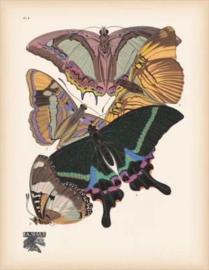 Papillons (Butterflies) Plate 8 Giclee Reproducion Art Print by Emile Allian Séguy