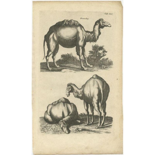 Antique print of a dromedary. This print originates from 'Historiae Naturalis (\.)' by John Johnston, published by...