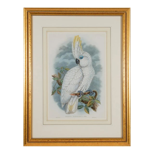 Blue-Eyed Cockatoo: A Framed Original 19th C. Hand-Colored Lithograph by John Gould and Henry Constantine Richter, 1851-1869 For Sale
