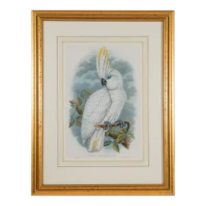 Blue-Eyed Cockatoo: A Framed Original 19th C. Hand-Colored Lithograph by John Gould and Henry Constantine Richter, 1851-1869