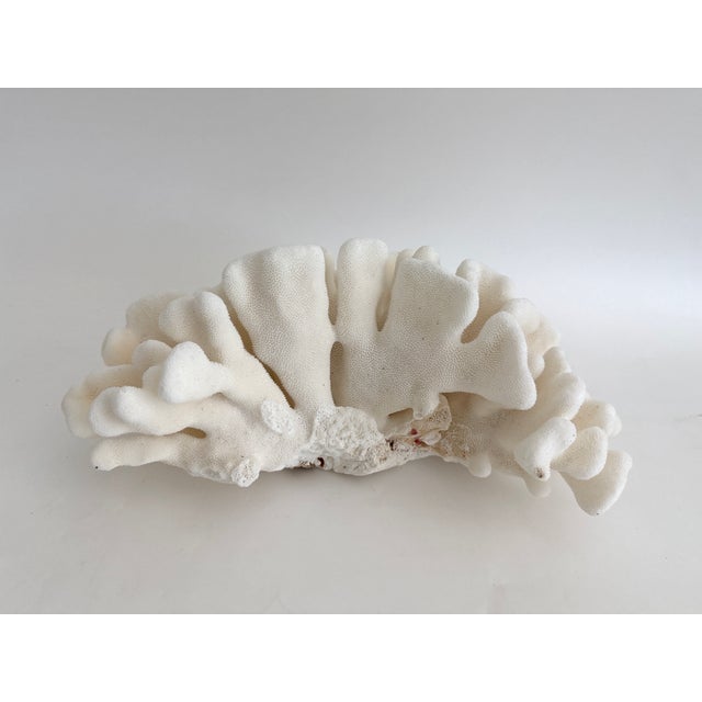 Late 20th Century Natural Pacific Elk Coral Specimen Coastal Home For Sale - Image 5 of 7