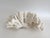Late 20th Century Natural Pacific Elk Coral Specimen Coastal Home For Sale - Image 5 of 7