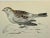 Illustration Antique Hand Colored Bird Print From England Showcasing a Snow Bunting - Circa 1888 For Sale - Image 3 of 11