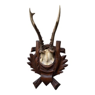 Roe Deer Trophy 184 Black Forest Antlers Mount For Sale