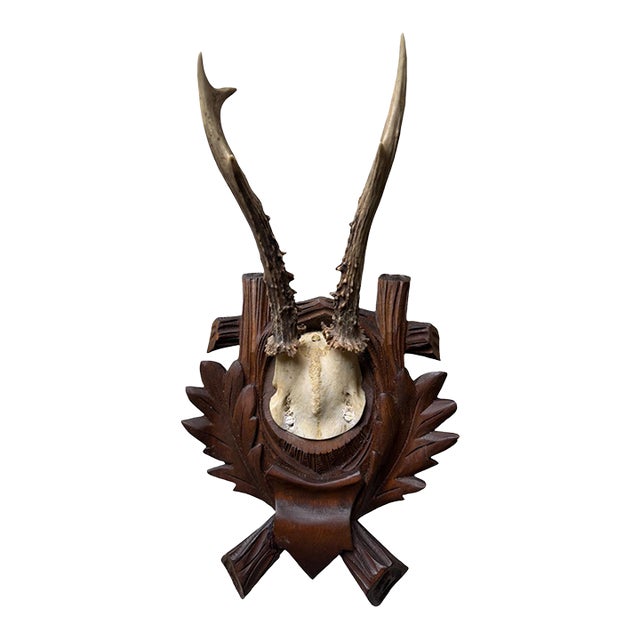 Roe Deer Trophy 184 Black Forest Antlers Mount For Sale