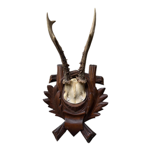 Roe Deer Trophy 184 Black Forest Antlers Mount