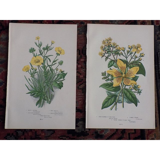 Printmaking Materials Authentic Antique 19th Century Botanical Lithographs - Set of 12 For Sale - Image 7 of 7