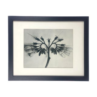 Framed Antique Botanical Blossfeldt Print - No. 88 For Sale