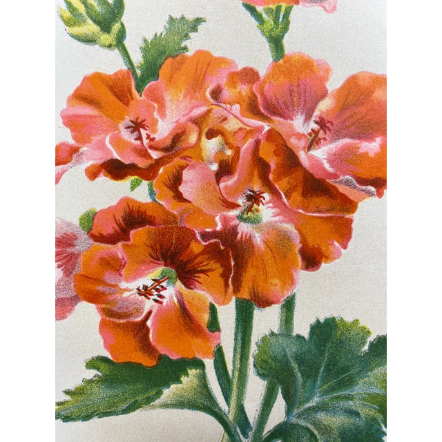 Antique Botanical Print From England Featuring a Vibrant Orangish Red Empress of India Flower With Green Foliage - Circa...