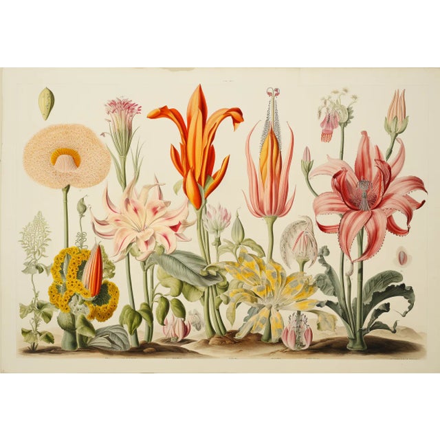 Campaign Set of 4 Botanical Prints — Hortus Floridus Style Flowers, Unframed For Sale - Image 3 of 8