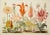 Campaign Set of 4 Botanical Prints — Hortus Floridus Style Flowers, Unframed For Sale - Image 3 of 8