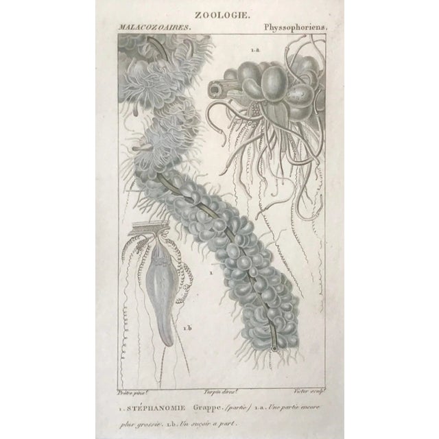 Original Antique French Colored Engravings of Jellyfish by Turpin Paris 1816 - a Pair For Sale In New York - Image 6 of 8