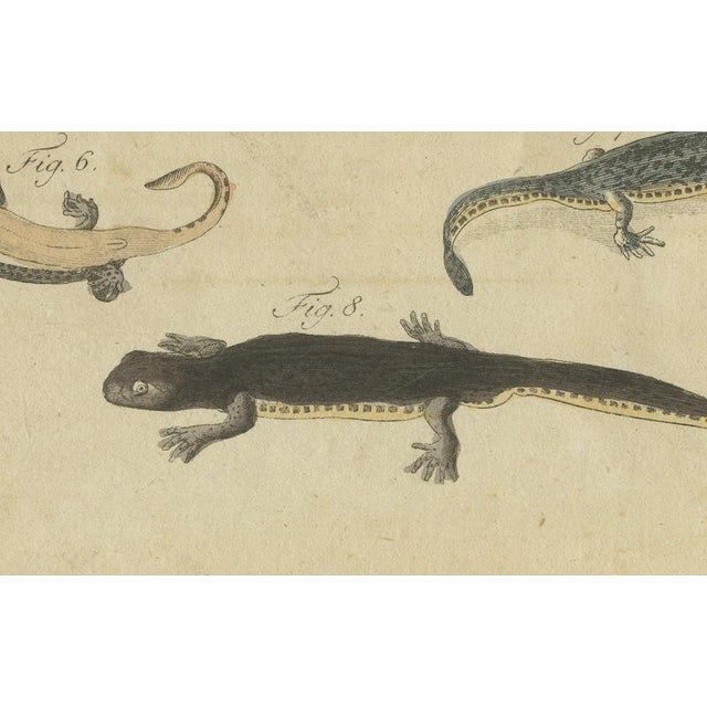 19th Century Bertuch, Lizards and Newts, Eight Species, 1805, Print For Sale - Image 5 of 12