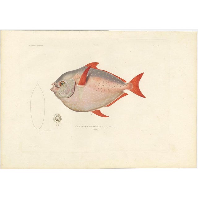 Louis Bévalet and H. Blanchard, Opah or Moonfish, 1845, Lithograph on Paper For Sale - Image 3 of 10