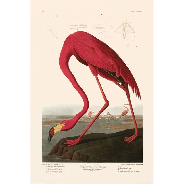 1990s American Flamingo After Audubon, Large American Classical Print For Sale - Image 11 of 11