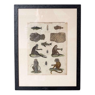 Natural History Illustrations, Coloured Prints, 19th Century, Set of 8 For Sale