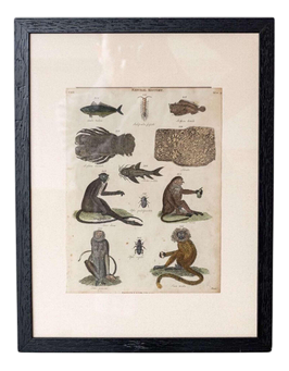 Natural History Illustrations, Coloured Prints, 19th Century, Set of 8