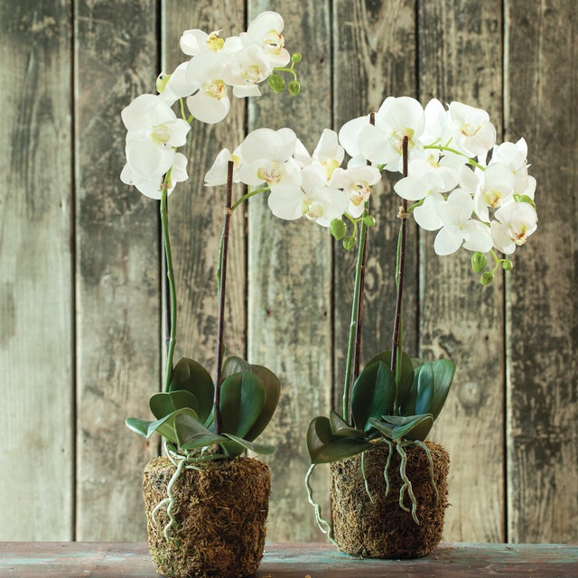 Traditional Phalaenopsis Orchid Drop-In 23" For Sale - Image 3 of 5