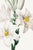 Madonna Lily, Vintage Botanical Art Print Reproduction by Pierre-Joseph Redouté, 32" X 48" For Sale In Buffalo - Image 6 of 10