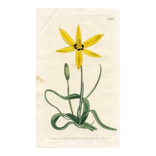 1803, Peacock Flower Botanical Print From Curtis, Original Antique Botanical Print, Engraving, England For Sale