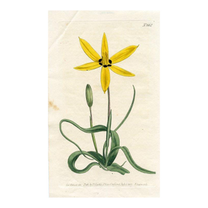 1803, Peacock Flower Botanical Print From Curtis, Original Antique Botanical Print, Engraving, England