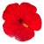 Vintage Red Hibiscus Flower Lazy Susan For Sale