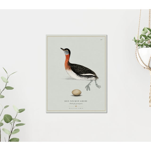 William Lewin 1789 Waterbirds Fine Art Gallery Board Print - The Red Necked Grebe For Sale - Image 9 of 12