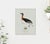 William Lewin 1789 Waterbirds Fine Art Gallery Board Print - The Red Necked Grebe For Sale - Image 9 of 12