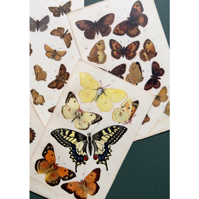 Antique Butterfly Print Gallery Wall Set in Walnut Frames - 9-Piece For Sale - Image 9 of 10