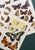 Antique Butterfly Print Gallery Wall Set in Walnut Frames - 9-Piece For Sale - Image 9 of 10