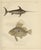 Swordfish and John Dory, 1895, Paper For Sale