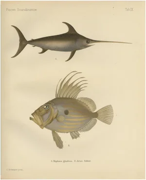 Swordfish and John Dory, 1895, Paper