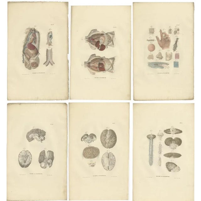 Anatomy Illustrations of Splanchnology, 1839, Prints, Set of 27 For Sale - Image 4 of 6