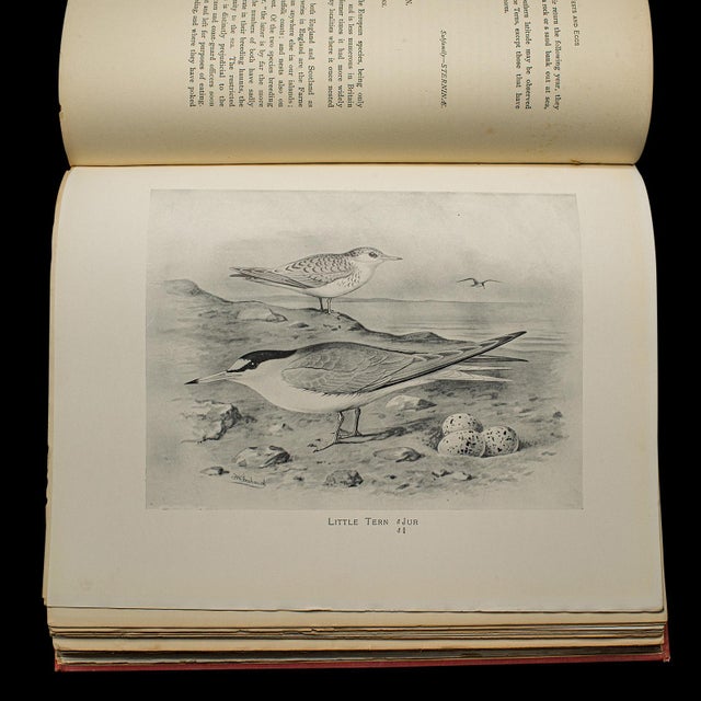 6 Vols British Birds and Their Nests, Butler, Avian Reference Book, Victorian For Sale - Image 12 of 12