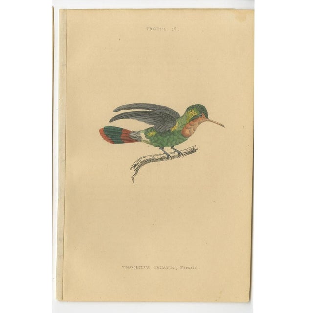 Mid 19th Century Jardine, Bird Illustrations Violet-Tufted Hummingbird, 1837, Print, Set of 8 For Sale - Image 5 of 10