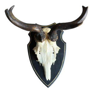 Roe Deer Trophy 171 Black Forest Antlers
