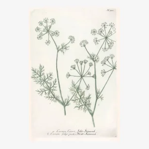 1739 Johann Weinmann Hand Colored Carraway Engraving.