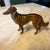 Mid-Century Modern Vintage Bronze Metal Dog Figurine Borzoi Saluki Greyhound Statue 4 Inch For Sale - Image 3 of 9