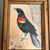 Contemporary original redwing blackbird study painting by Anna Heigh. Measures 5x7 or 6.75x8.75 framed. Check out my shop...