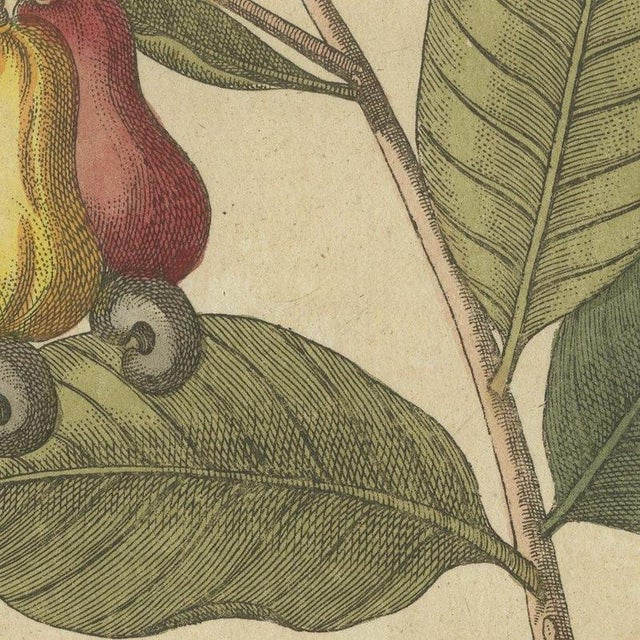 Bertuch, Cashew Apple and Nut with Acacia, 1805, Print For Sale - Image 4 of 12