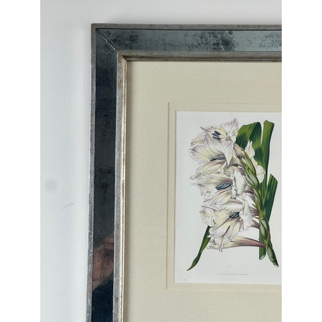 Hollywood Regency Vintage Trowbridge Custom Framed Botanical Print “Gladiolus × Willmoreanus” After Louis Van Houtte (1810–1876) For Sale - Image 3 of 9
