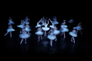 White Swan by Alex Axon Print, 16" x 24"