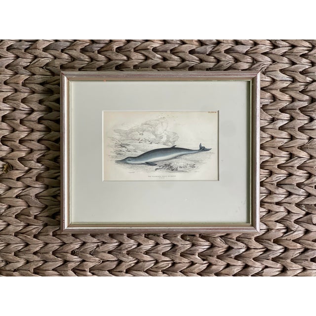 For Your Consideration is an Antique 19th Century Whale/Whaling/Nautical Themed Hand-Colored Partial Book Plate/Engraving...