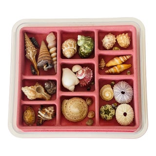 1970s Cute Small Sea Shell Collection in Velvet Tray For Sale