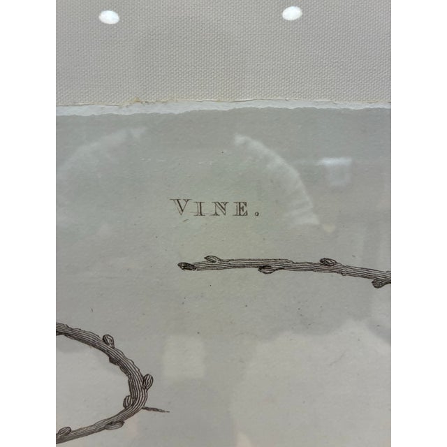 Traditional Natural Curiosities “Vine” William Forsyth 1802 Oversized Botanical Print For Sale - Image 3 of 9